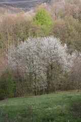 spring in the mountains