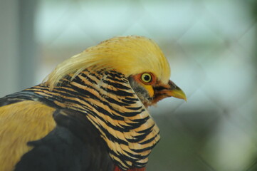Species birds of the  family Chrysolophus pictus. golden Chinese rainbow pheasant Detailed View Head and Neck  displaying vibrant gold colors yellow details plumage showcasing iridescent feathers