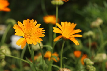 yellow flower in the garden