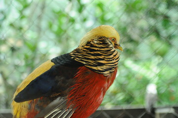 Species birds of the  family Chrysolophus pictus. golden Chinese rainbow pheasant Detailed View Head and Neck  displaying vibrant gold colors yellow details plumage showcasing iridescent feathers