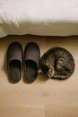 Top-down view of a tabby cat curled up asleep beside slippers on a wooden floor