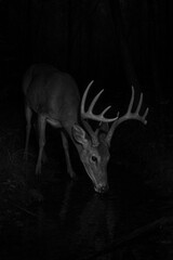 Black and white camera trap photo of a majestic buck drinking from a stream at night