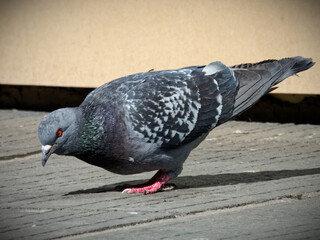 Urban Pigeon Walking on Pavement with Slightly Blurred Background.