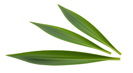 Isolated Green Leaves