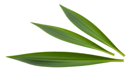 Isolated Green Leaves