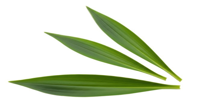 Isolated Green Leaves