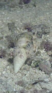 A cone snail moves slowly across the sandy seabed. This moment was captured in the turquoise, clear waters of the Red Sea during daylight hours.