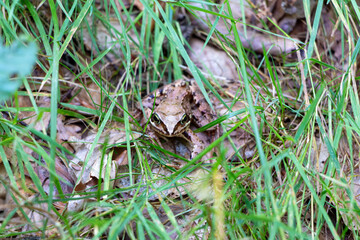 Brown Frog Perfectly Camouflaged in Green Grass and Leaves