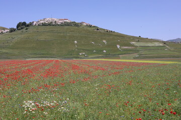 field of flowers