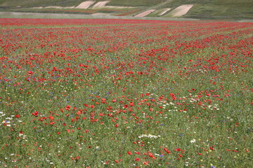 field of poppies