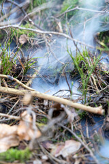 Smoke Rising from Moss and Twigs on Forest Floor