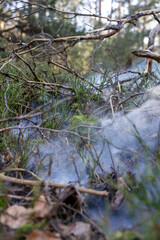 Smoke and Moss on a Forest Floor