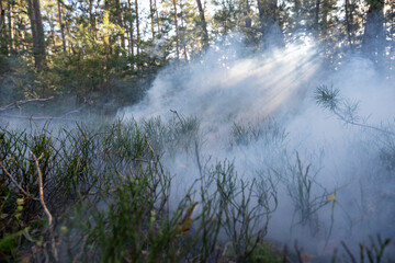 Light Rays and Smoke in the Forest: Ethereal and Mysterious Scene