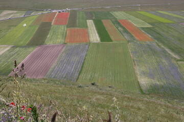 running track in the field