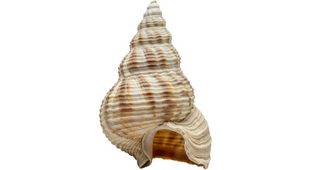 Isolated Seashell