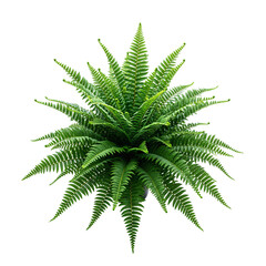 Top View of a Lush Green Fern Plant on a Transparent Background