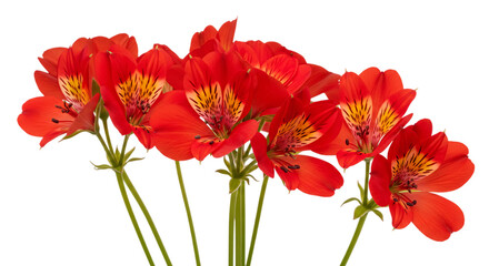Bunch of Red Alstroemeria Flowers on a Transparent Background