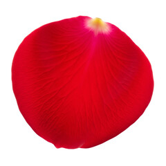 Single Red Rose Petal on a Transparent Background