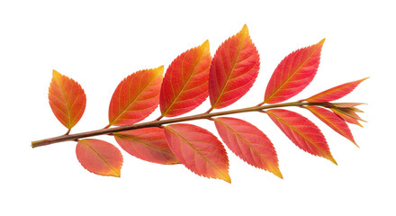 Isolated Branch with Vibrant Red and Yellow Leaves on a Transparent Background