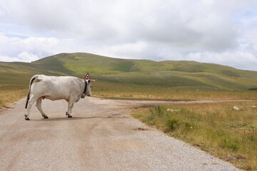 cow on the road