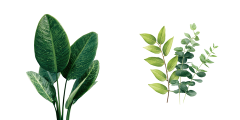 Close-up of two types of lush green foliage