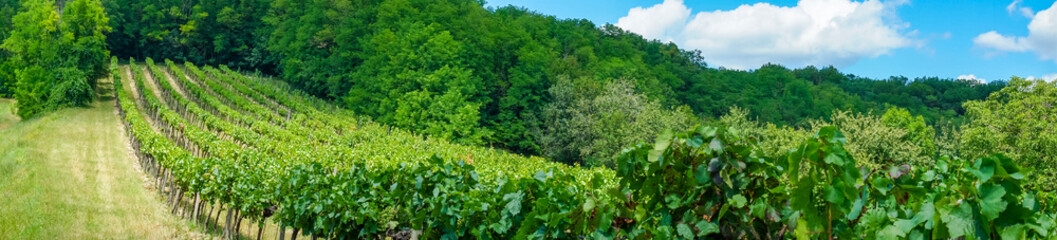 Panoramic view of lush vineyard rows beside a forested hillside on a sunny summer day, ideal for...