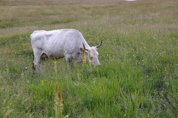 cow in a field