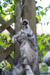 Playful tabby kitten with a paw raised, reaching to catch a stick.
