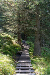 Obraz premium A Wooden Boardwalk Path Leading Through a Lush, Sun-Dappled Forest