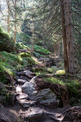 Sunlit Forest Path with Steep, Rocky Trail and Wooden Steps