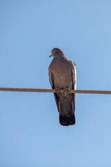 a pigeon standing on an electric wire 
