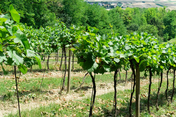 Rows of young grapevines on a sloped vineyard with distant farmland and forest, perfect for wine...