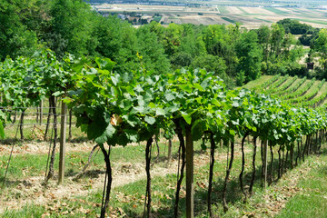 Rows of young grapevines on a sloped vineyard with distant farmland and forest, perfect for wine...