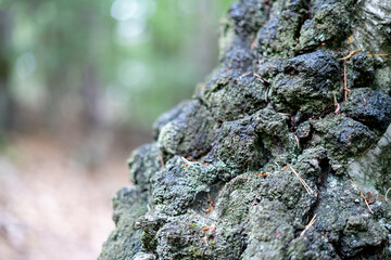 Close-up of Gnarly Tree Bark with Moss and Lichen in a Forest