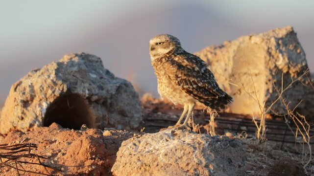 A burrowing owl (Athene Cunicularia) preening itself in a gentle breeze at sunset