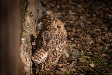 Camouflaged Owl Resting Against Stone Wall