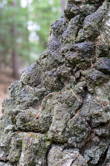 Close-up of Gnarly Tree Bark with Moss and Lichen in a Forest