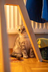 Alert Scottish Fold Kitten with Wide Eyes Staring Intently