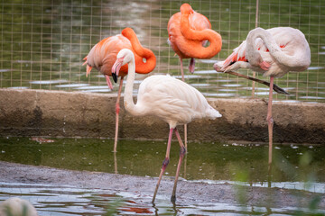 Flamingos Resting and Preening by the Water