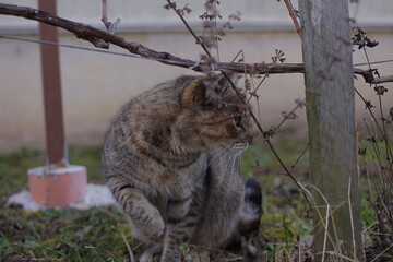 Tabby Cat in the Garden