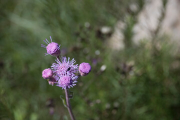 Flores silvestres