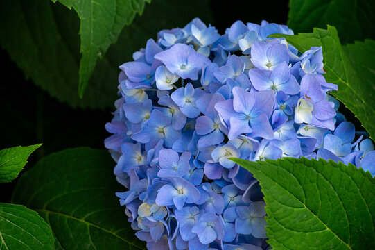blue hydrangea flowers on a green background - Powered by Adobe
