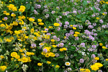 field of yellow flowers