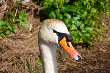 A Swan watches patiently