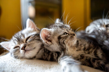 Close-up of Adorable Tabby Kittens Snuggling Together