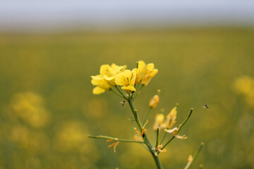 Close-up of Yellow Rapeseed Flower Blooming in Field