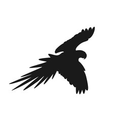 eagle in the sky