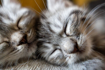 Close-up of Two Adorable Sleeping Kittens - Fluffy and Peaceful
