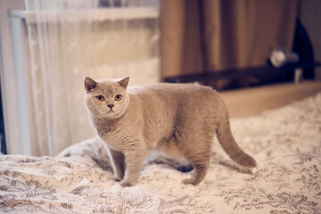 A Charming Gray Cat Happily Enjoying a Relaxing Time Comfortably Nestled on a Cozy Bed at Home