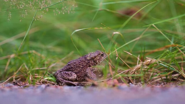 Wild brown toad near grass and roadside plants